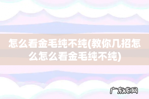 教你几招怎么怎么看金毛纯不纯 怎么看金毛纯不纯