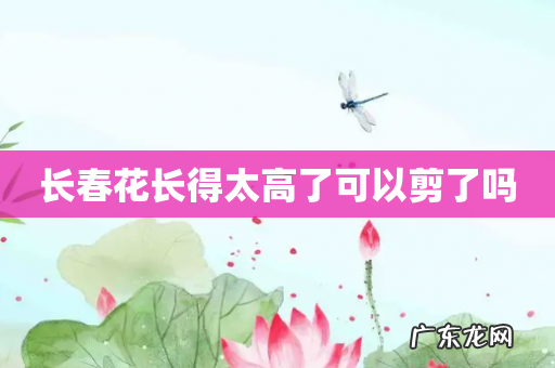 长春花长得太高了可以剪了吗