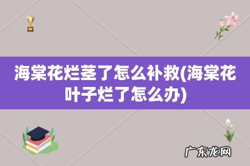 海棠花叶子烂了怎么办 海棠花烂茎了怎么补救