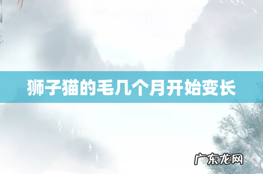 狮子猫的毛几个月开始变长