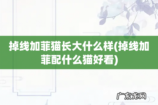 掉线加菲配什么猫好看 掉线加菲猫长大什么样