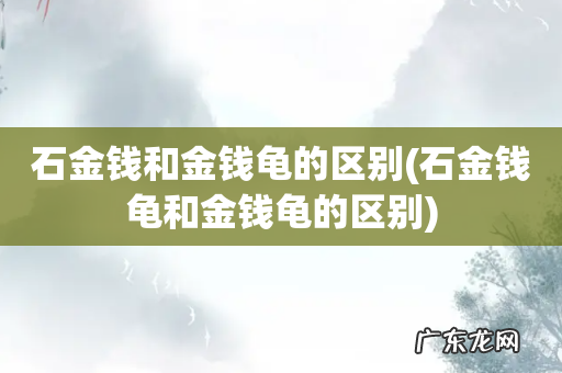 石金钱龟和金钱龟的区别 石金钱和金钱龟的区别