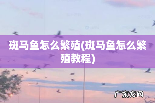 斑马鱼怎么繁殖教程 斑马鱼怎么繁殖