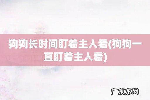 狗狗一直盯着主人看 狗狗长时间盯着主人看