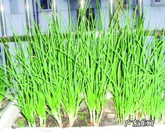 露台种什么果树旺风水 露台种小葱风水