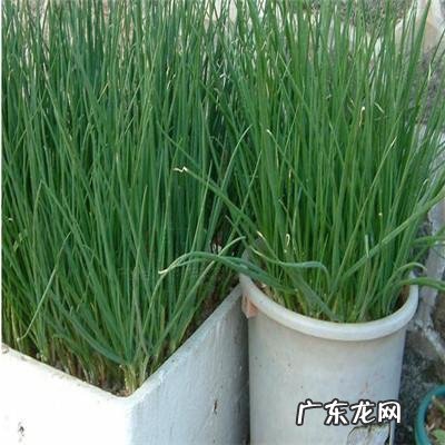 露台种什么果树旺风水 露台种小葱风水