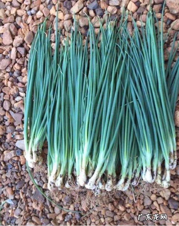 露台种什么果树旺风水 露台种小葱风水