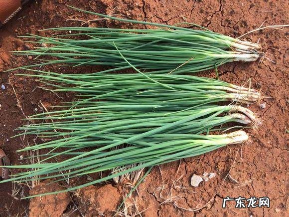 露台种什么果树旺风水 露台种小葱风水