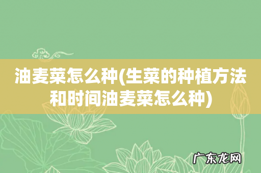 生菜的种植方法和时间油麦菜怎么种 油麦菜怎么种