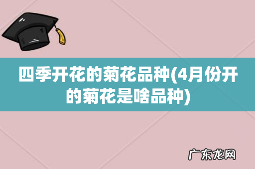 4月份开的菊花是啥品种 四季开花的菊花品种