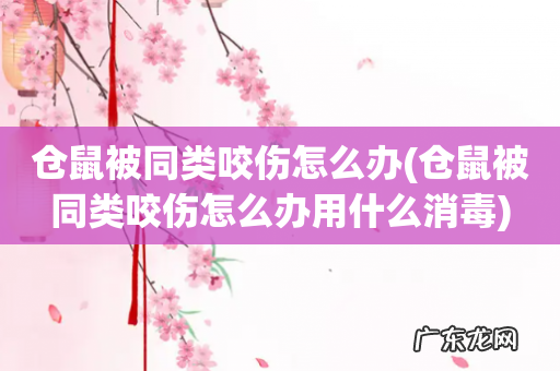 仓鼠被同类咬伤怎么办用什么消毒 仓鼠被同类咬伤怎么办