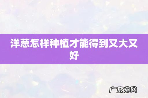 洋葱怎样种植才能得到又大又好