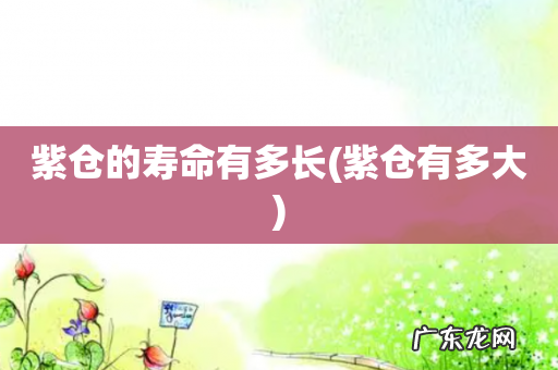 紫仓有多大 紫仓的寿命有多长