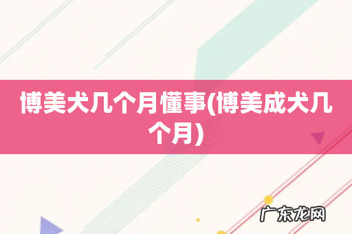 博美成犬几个月 博美犬几个月懂事