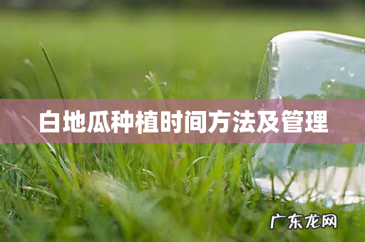 白地瓜种植时间方法及管理