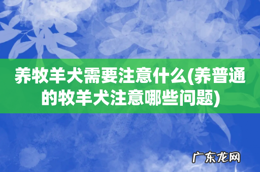 养普通的牧羊犬注意哪些问题 养牧羊犬需要注意什么