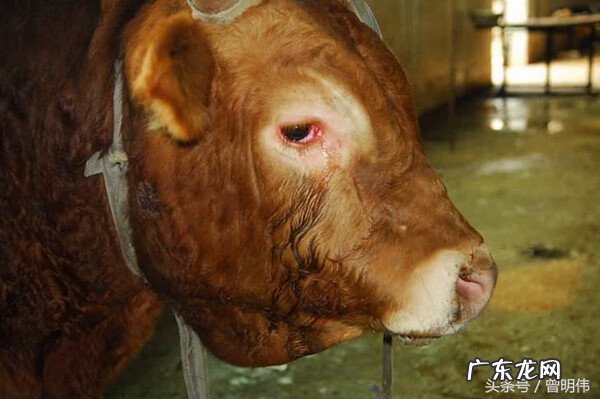 牛摆件牛头朝向 家里风水牛的牛头朝向