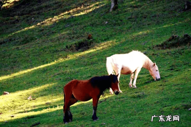 湘潭县云龙中学老师 风水大师云龙师傅