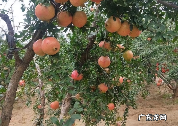 石榴树两棵怎么种 两颗石榴树种一起