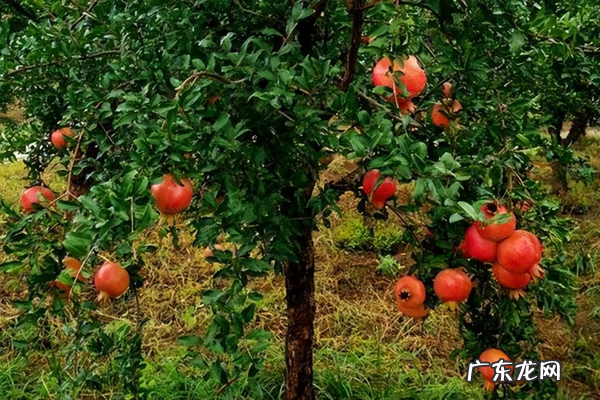 石榴树两棵怎么种 两颗石榴树种一起