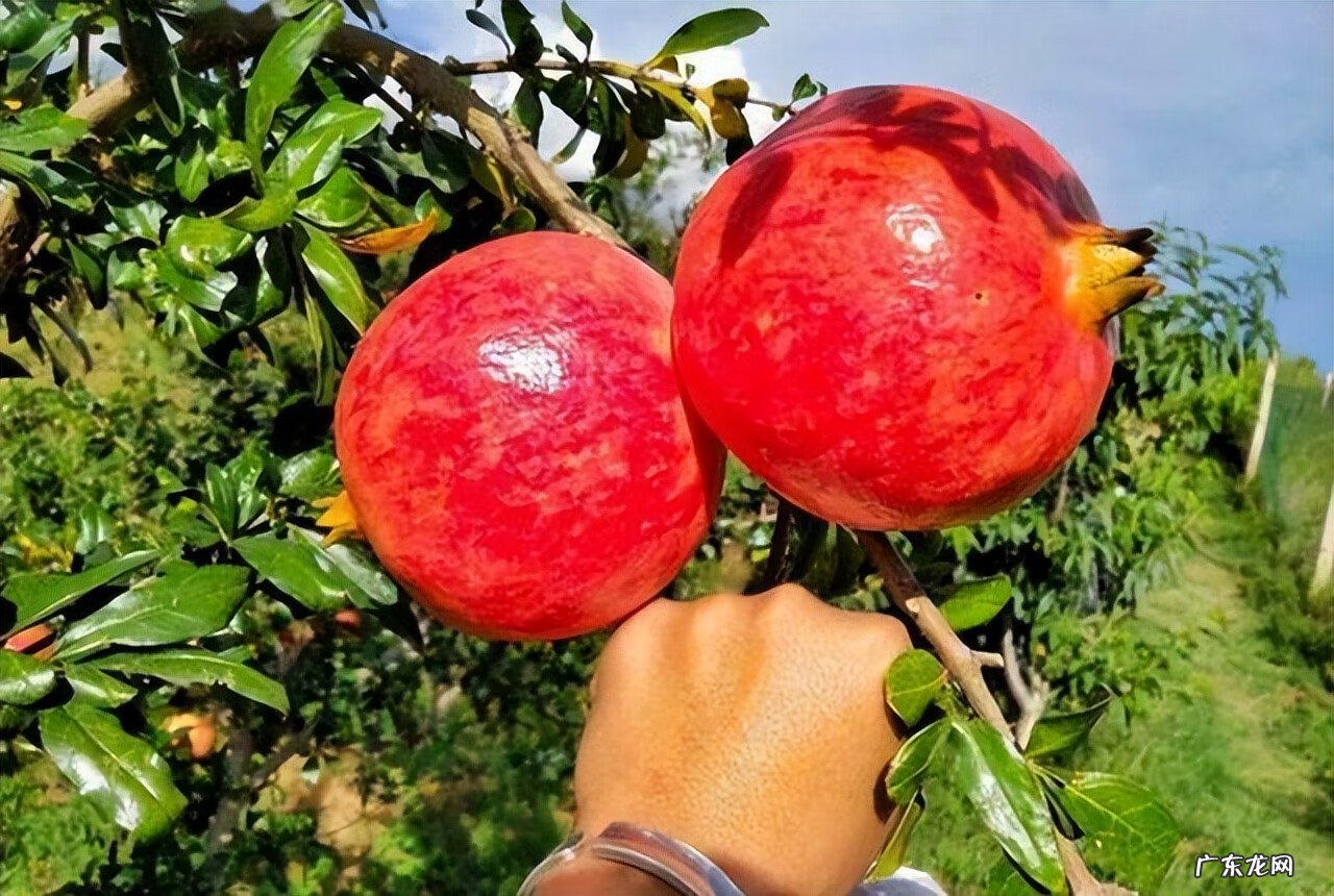 石榴树两棵怎么种 两颗石榴树种一起