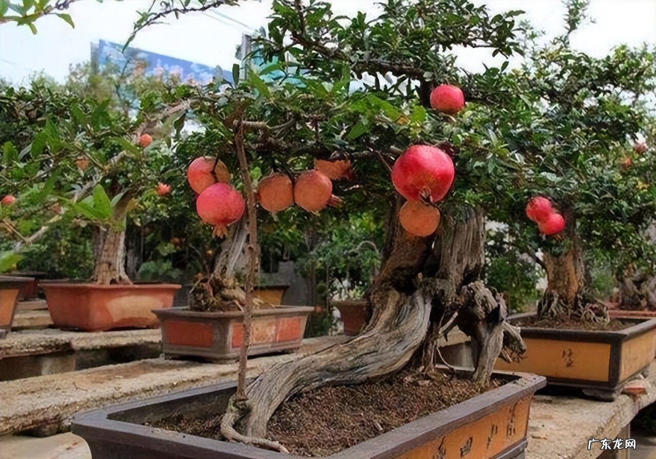 石榴树两棵怎么种 两颗石榴树种一起