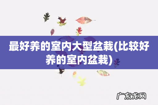比较好养的室内盆栽 最好养的室内大型盆栽