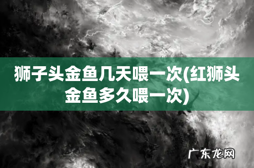 红狮头金鱼多久喂一次 狮子头金鱼几天喂一次