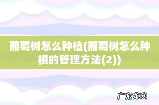 葡萄树怎么种植的管理方法(2 葡萄树怎么种植)