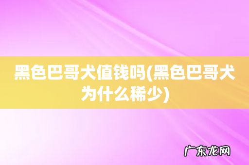 黑色巴哥犬为什么稀少 黑色巴哥犬值钱吗