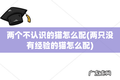 两只没有经验的猫怎么配 两个不认识的猫怎么配