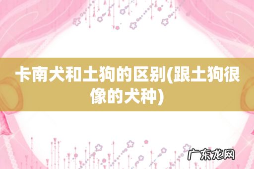 跟土狗很像的犬种 卡南犬和土狗的区别