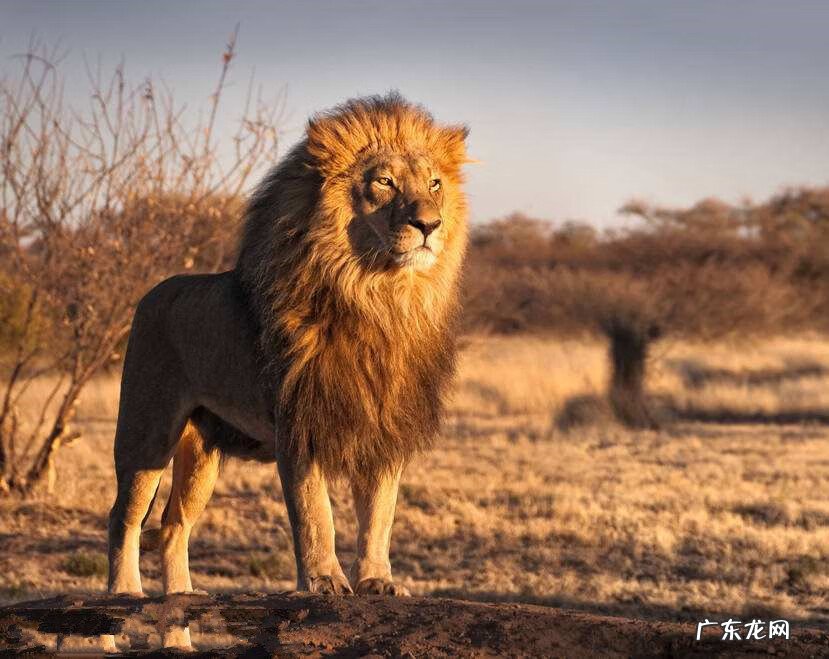 狮形地风水图 狮子形风水地哪个部位好