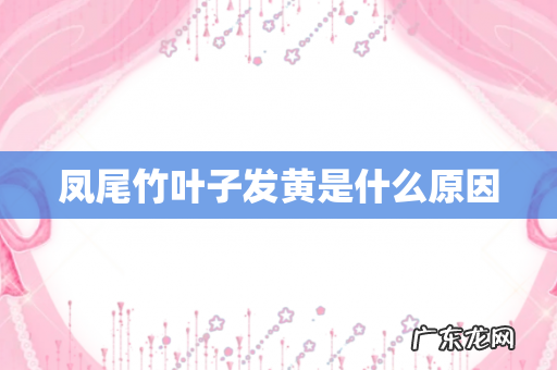 凤尾竹叶子发黄是什么原因