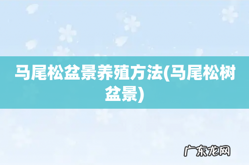 马尾松树盆景 马尾松盆景养殖方法