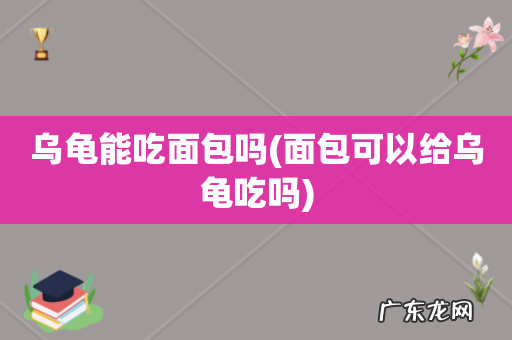 面包可以给乌龟吃吗 乌龟能吃面包吗