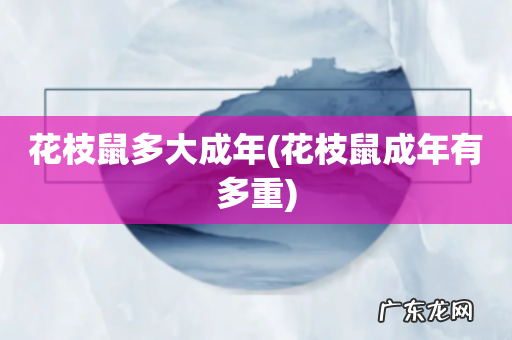 花枝鼠成年有多重 花枝鼠多大成年