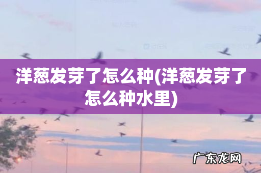 洋葱发芽了怎么种水里 洋葱发芽了怎么种