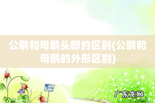 公鹅和母鹅的外形区别 公鹅和母鹅头部的区别