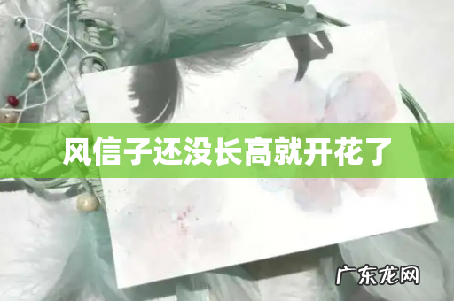 风信子还没长高就开花了