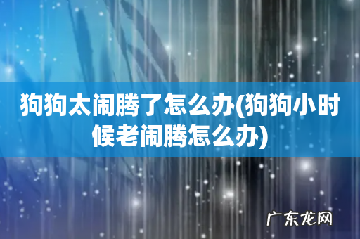 狗狗小时候老闹腾怎么办 狗狗太闹腾了怎么办