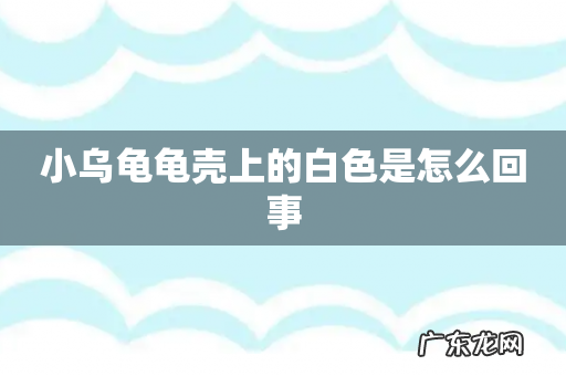 小乌龟龟壳上的白色是怎么回事