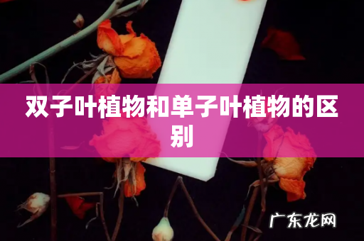 双子叶植物和单子叶植物的区别