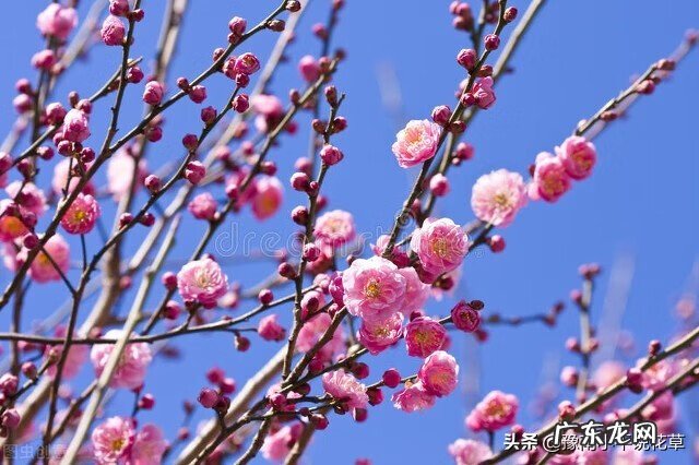 门前种花风水须知 前门种什么花好