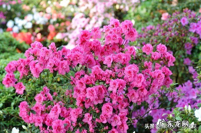 门前种花风水须知 前门种什么花好