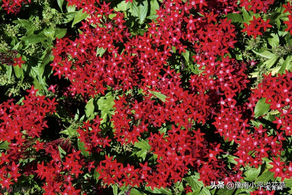 门前种花风水须知 前门种什么花好
