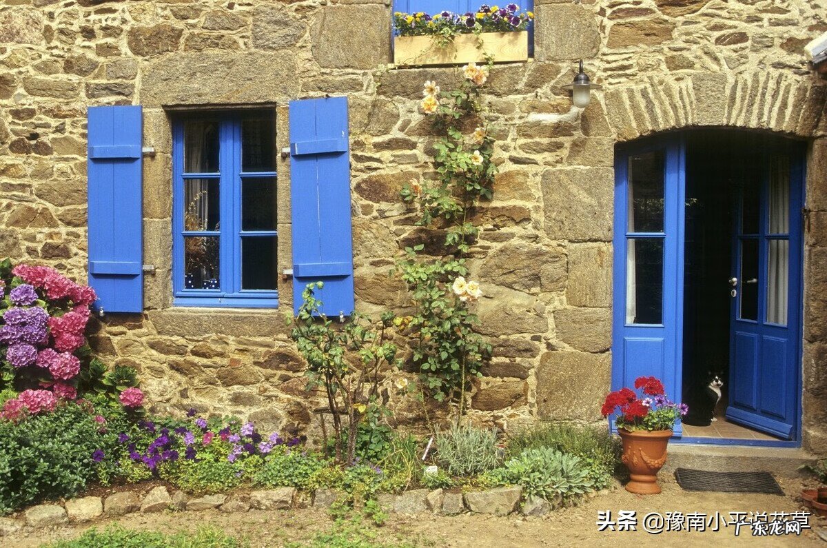 门前种花风水须知 前门种什么花好