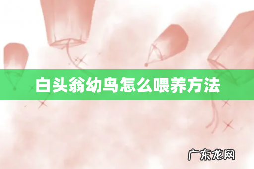 白头翁幼鸟怎么喂养方法