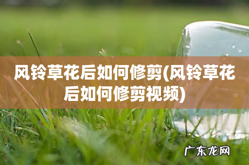 风铃草花后如何修剪视频 风铃草花后如何修剪