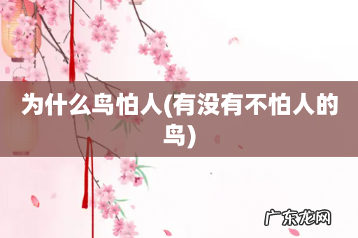 有没有不怕人的鸟 为什么鸟怕人